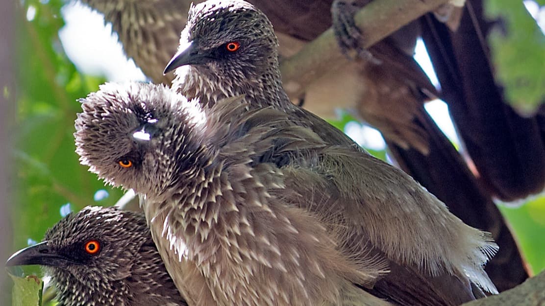 Arrow-marked Babbler DSC_6637_adobespark